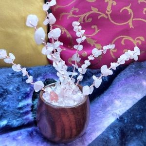 Rose Quartz Healing & Protection crystal plant